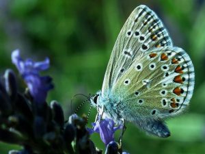 Petra-Payer Schmetterling