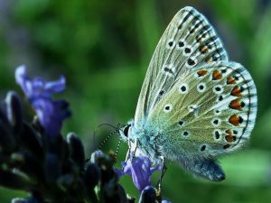 Petra-Payer Schmetterling